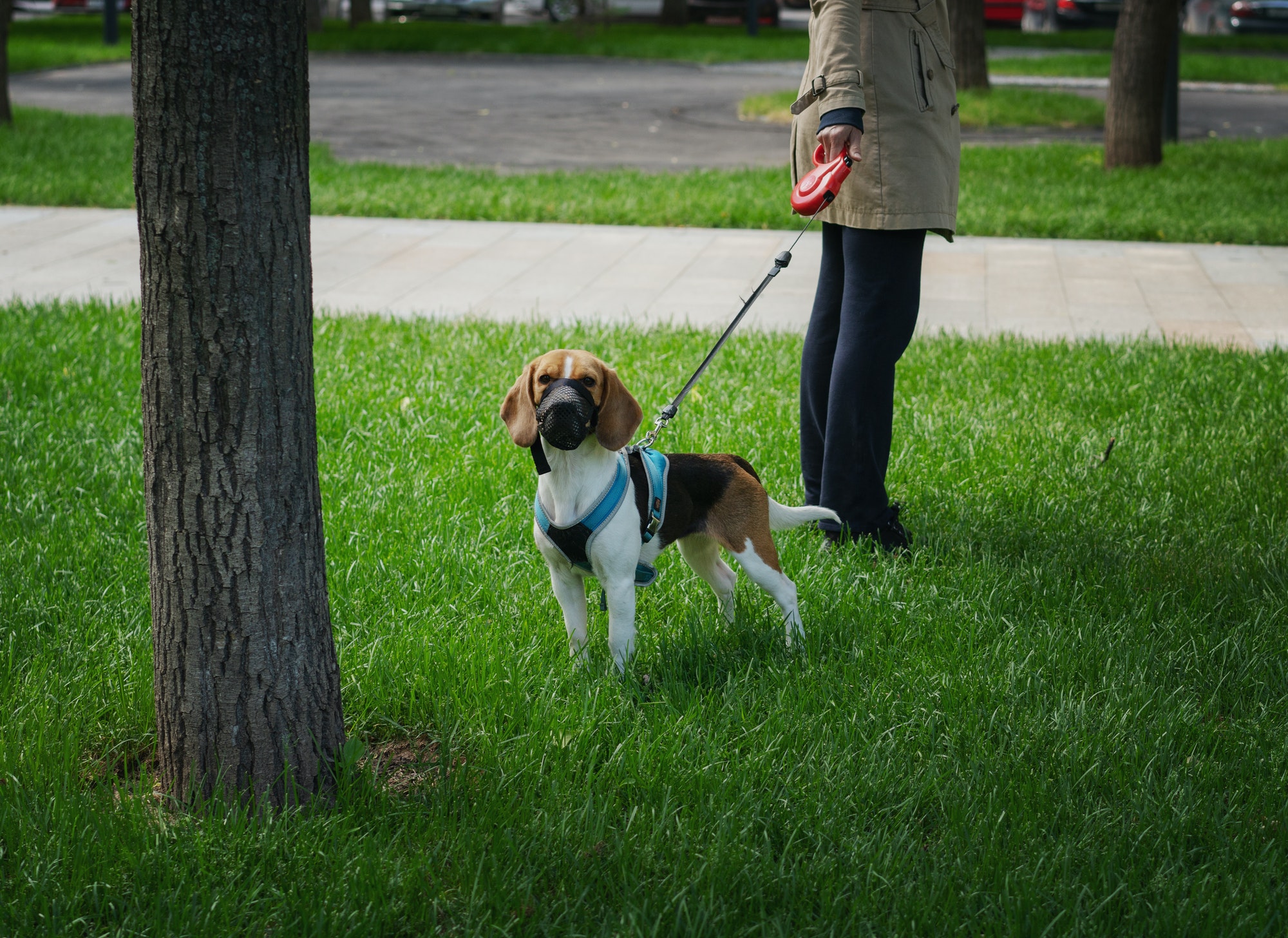 Quels sont les avantages de choisir parmi les meilleurs harnais pour un chien?